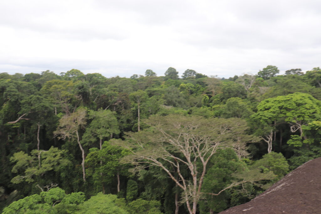 Dja Biosphere