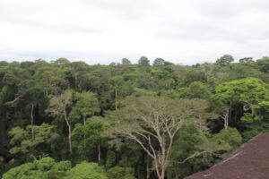 How the CIBEL project is reviving community forests to change lives