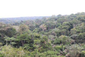 Independent forest monitoring reveals illegal logging is draining biodiversity and finances