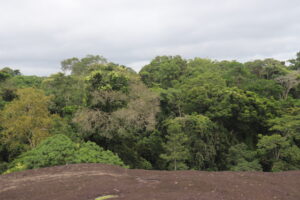 COP17: Can the world reverse biodiversity loss by 2030?