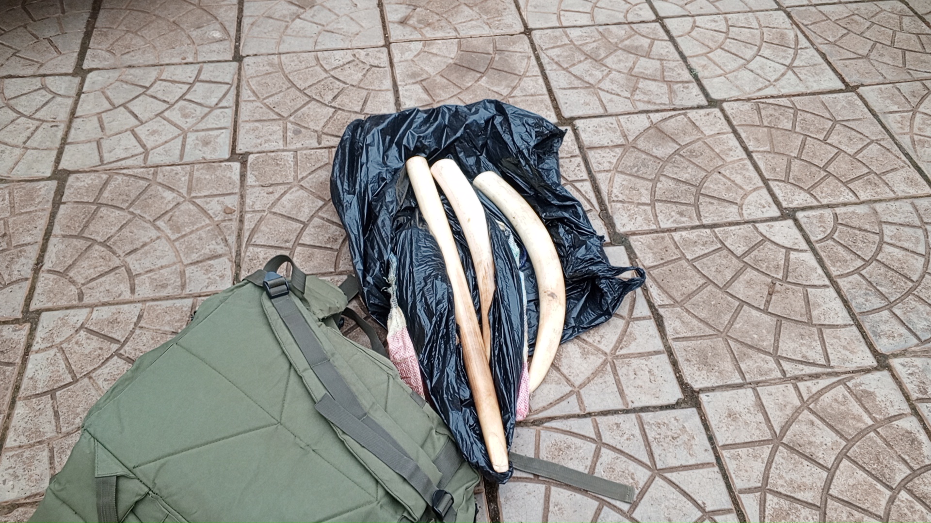 Elephant Tusks seized from a military man...