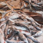 World Fisheries Day: Cameroon to celebrate with shrimps on the menu