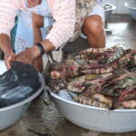 Cameroonian Shrimp Promotional Day:  introduction to shrimp fishing, more