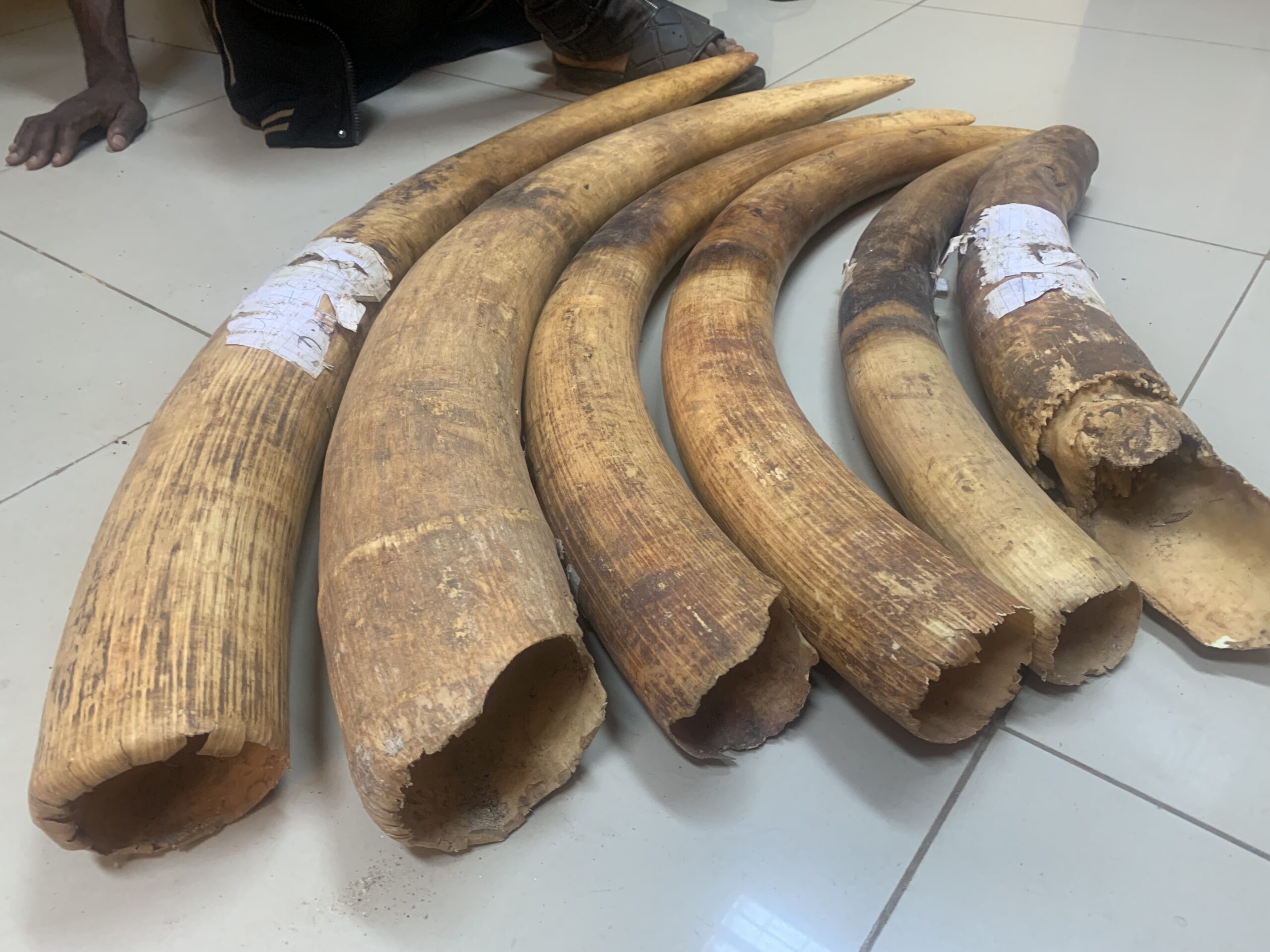 Trafficked Ivory