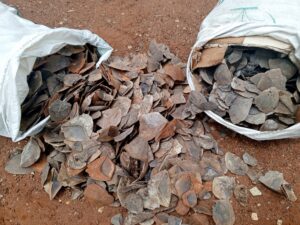 Pangolin scale trafficking: Two people to appear in court today
