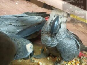 Illegal pet trade: A Ghanaian and Cameroonians  in possession of 60 grey parrots arrested