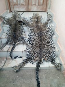 Environmental Crime: Two suspects, including a police officer, arrested with fresh leopard skins