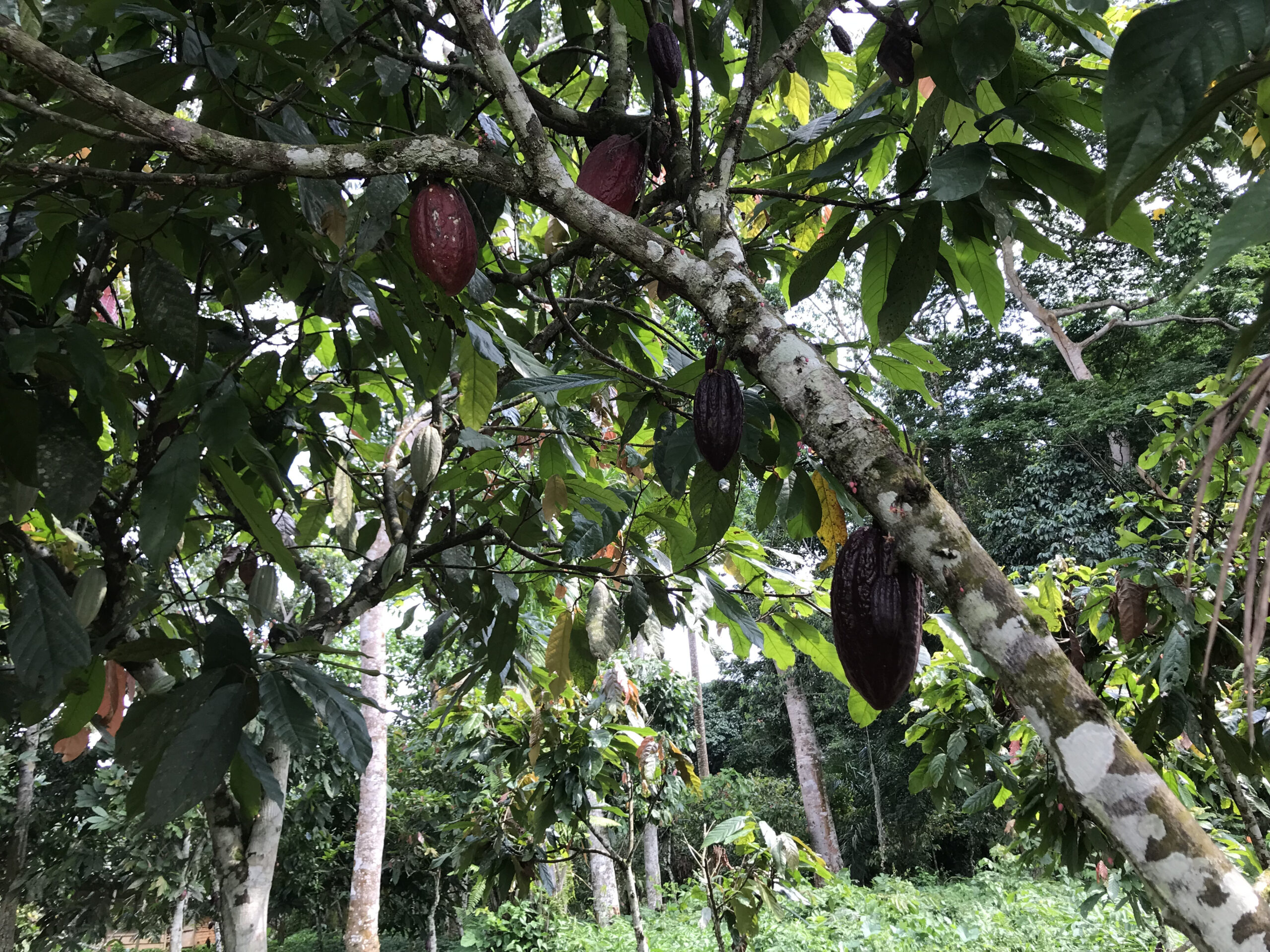 Cocoa in a farm in Mintom