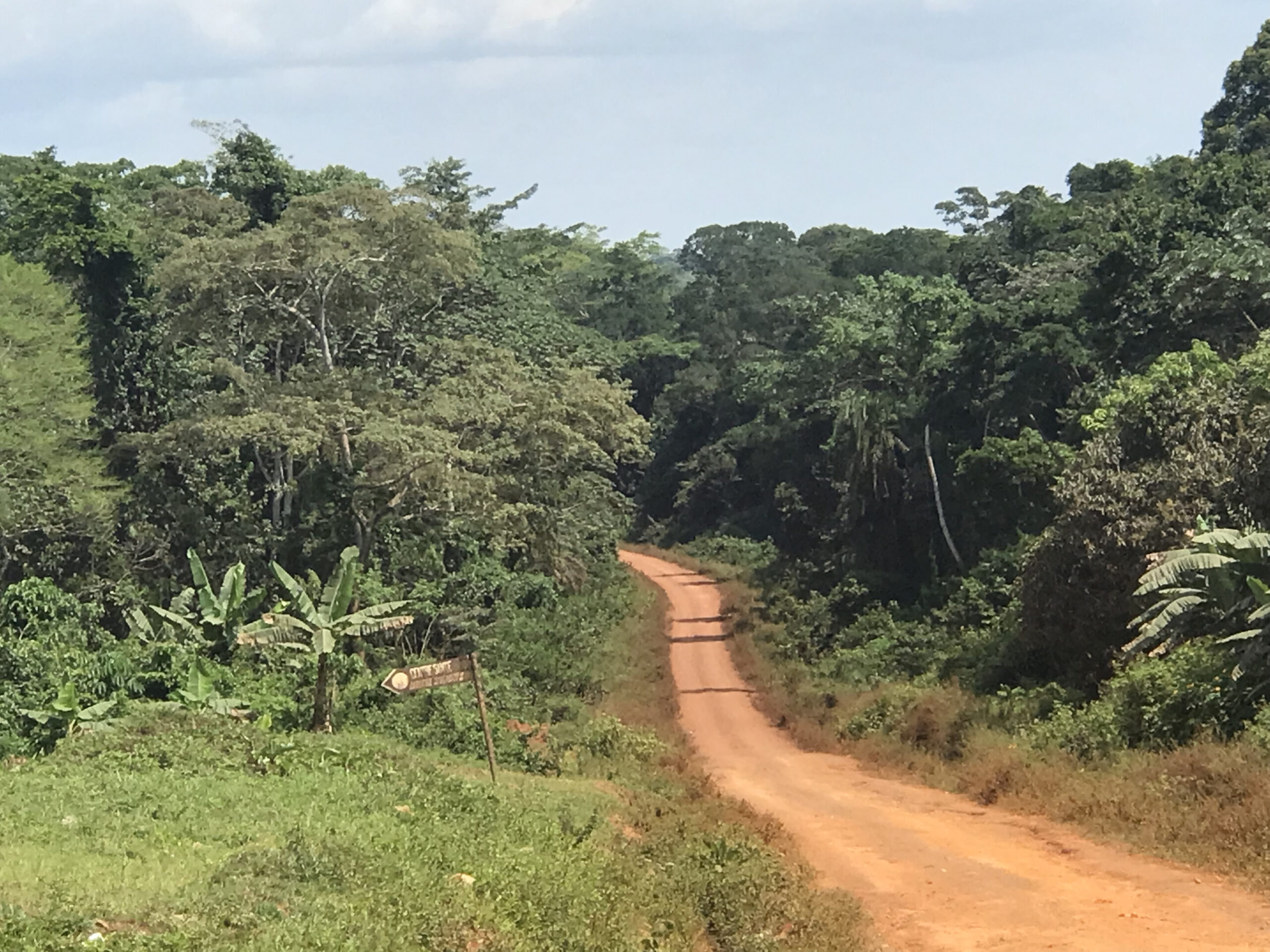 Road to Ngoyla