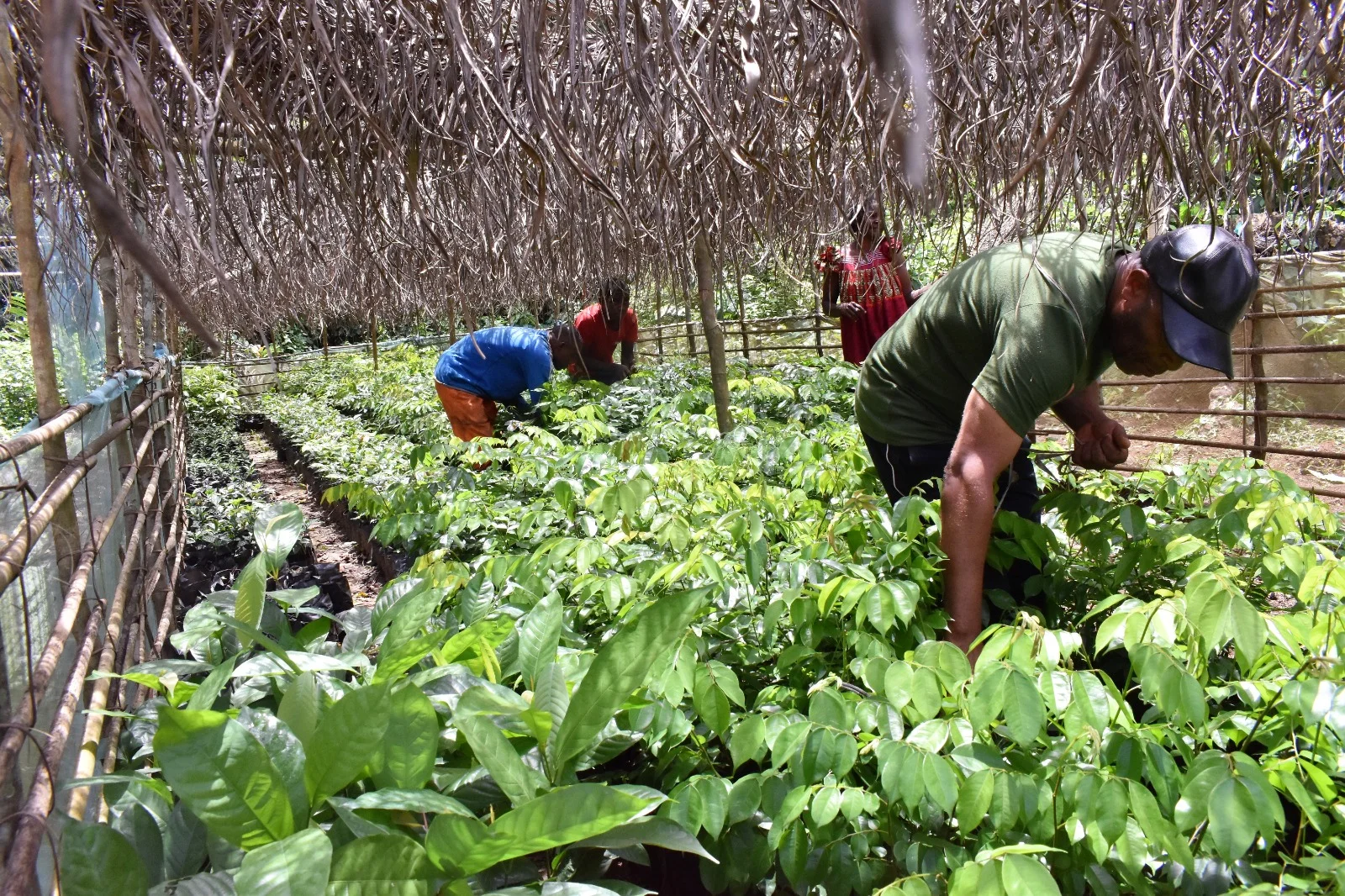 WWF FLR Initiative is restoring 18 million hectares of ecosystems in nine countries – report